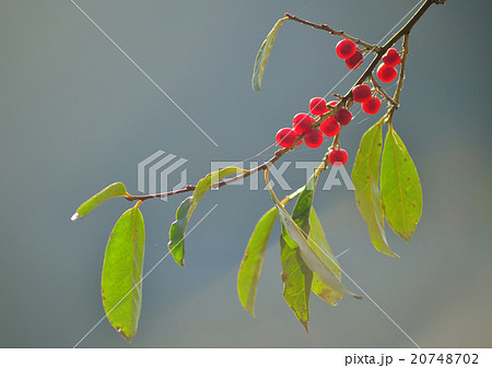 赤い木の実の写真素材