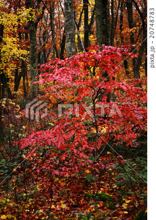 大山の紅葉 20748783