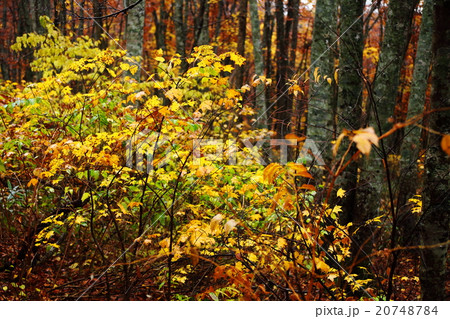 大山の紅葉 20748784