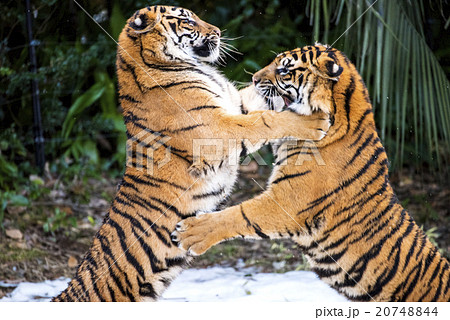 雪の上で遊ぶスマトラトラの姉妹 雪の上で遊ぶスマトラトラの姉妹 20748844