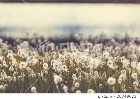 Polar flowers 20749023