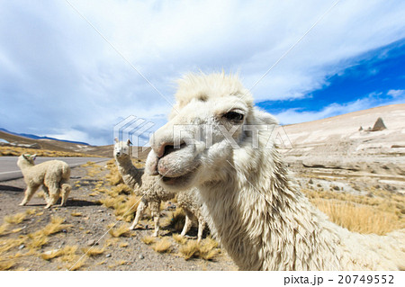 lamas in Andes,Mountains, Peru 20749552