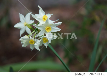 フサザキスイセン フサザキスイセン 20750119