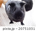 モルモット（あらかわ遊園） 20751031
