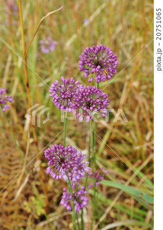 秋の野の花・枯野に鮮やかなヤマラッキョウの花・縦位置 秋の野の花・枯野に鮮やかなヤマラッキョウの花・縦位置 20751065