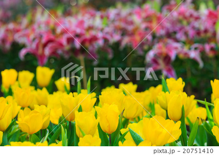 Tulips 20751410