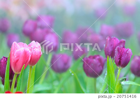 Tulips 20751416