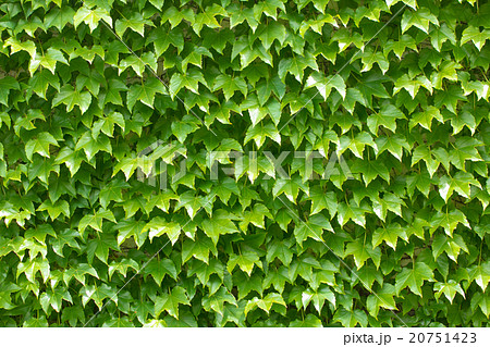 蔦の美しい葉が全体に覆う緑のカーテンの写真素材