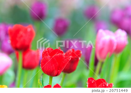 Tulips Flower 20751449