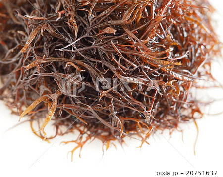 生のふのり 生のふのり 20751637