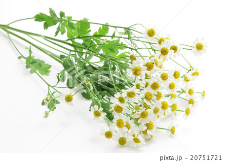 マトリカリアの花束 20751721