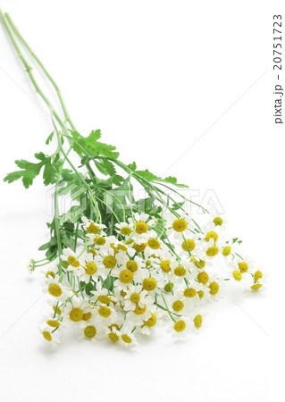 マトリカリアの花束 20751723