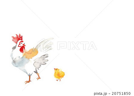 鶏1羽 雛1羽のイラスト素材