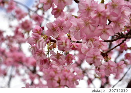 河津桜の早春2 河津桜の早春2 20752050