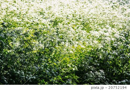 Shepherd's-purse (Capsella bursa-pastoris) in the meadow 20752194