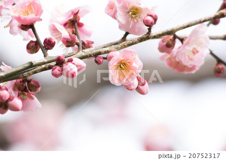 ピンク色のかわいい梅の花とつぼみをクローズアップ 20752317