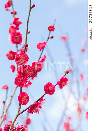 八重で濃い赤色の花が咲く早春の紅梅 20752318