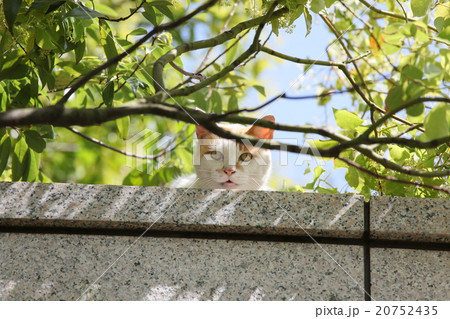 覗いている猫の写真素材
