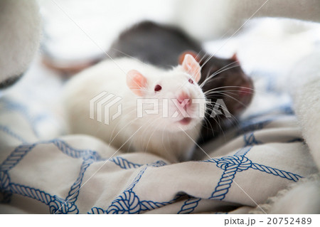 Two pet rats 20752489