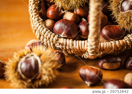 Sweet chestnut (Castanea sativa) 20752642