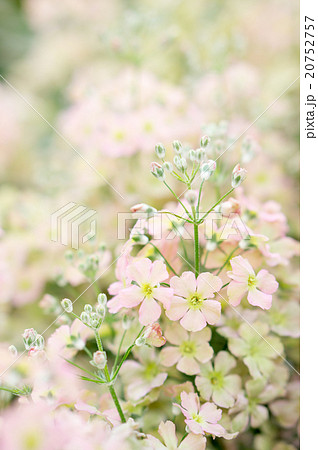 サクラソウ ウインティー ピーチ サクラソウ ウインティー ピーチ 20752757
