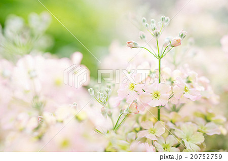 サクラソウ　ウインティー　ピーチ 20752759