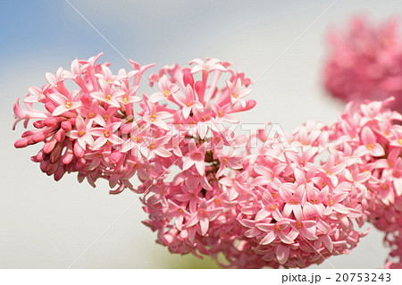 ミス カナダ(ライラック) ミス カナダ(ライラック) 20753243