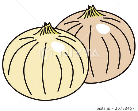 野菜　玉ねぎ 20753457