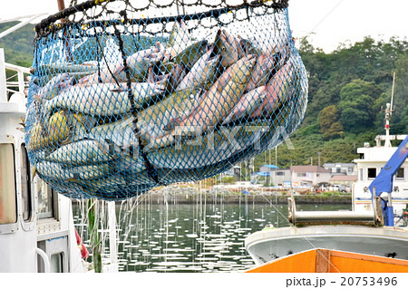 水揚げされた北海道の鮭 水揚げされた北海道の鮭 20753496