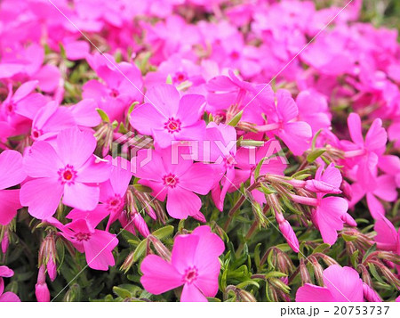 芝桜 芝桜 20753737