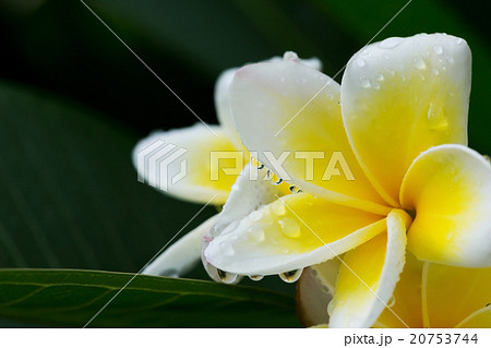 white frangipani plumeria tropical flower 20753744