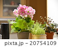 花 20754109