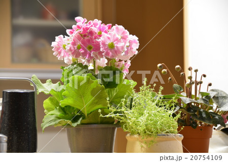 花 花 20754109