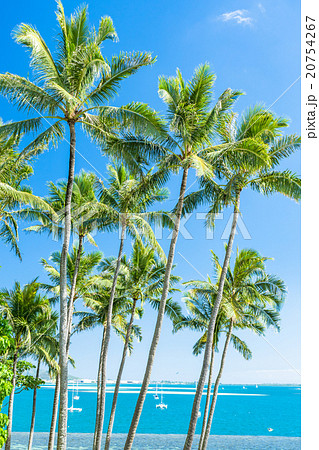 ハワイ オアフ島 ヤシの木と海と青い空の写真素材