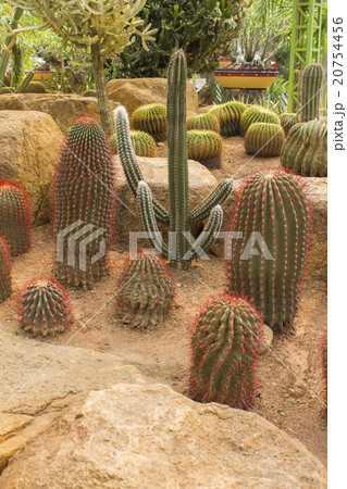 cactus on the white background 20754456