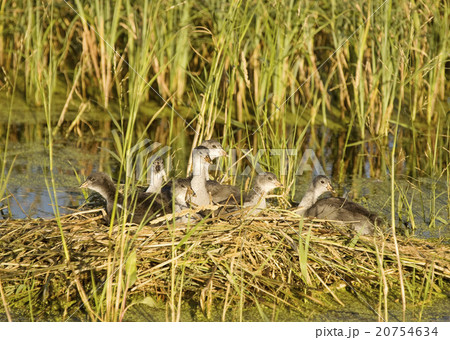 Waterhen Babies 20754634