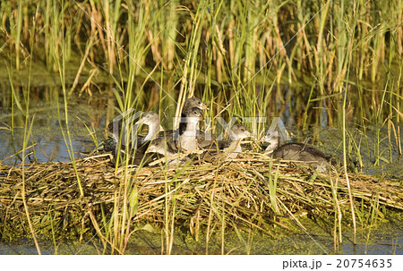 Waterhen Babies Waterhen Babies 20754635
