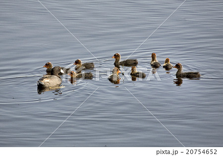 Waterhen Babies Waterhen Babies 20754652