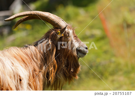 Mountain Male Goat - Italian Alps Mountain Male Goat - Italian Alps 20755107