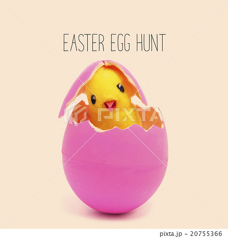 text easter egg hunt and teddy chick in pink egg text easter egg hunt and teddy chick in pink egg 20755366