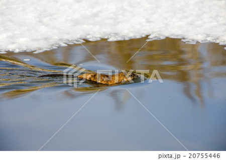 Musk Rat on Northern River 20755446