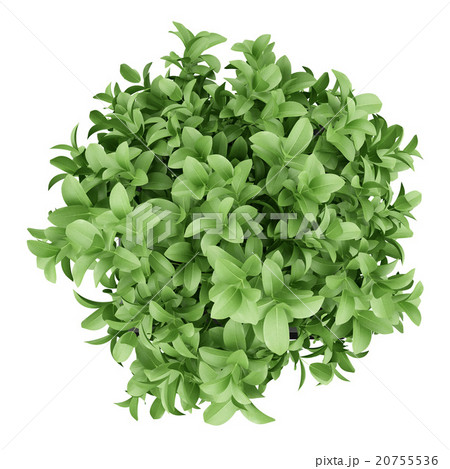 top view of plant in black pot isolated on white top view of plant in black pot isolated on white 20755536