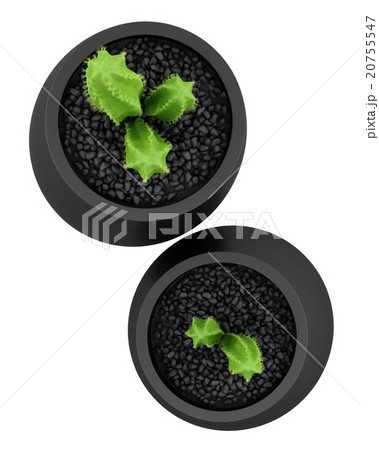 top view of two cactuses in pots isolated top view of two cactuses in pots isolated 20755547