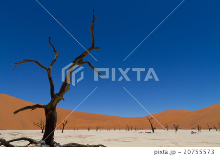 Dead Vlei 20755573