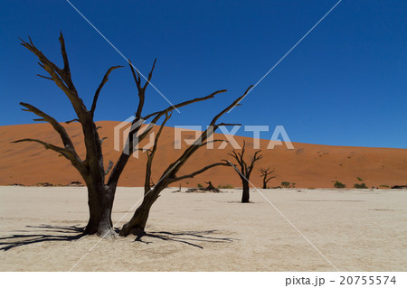 Dead Vlei 20755574