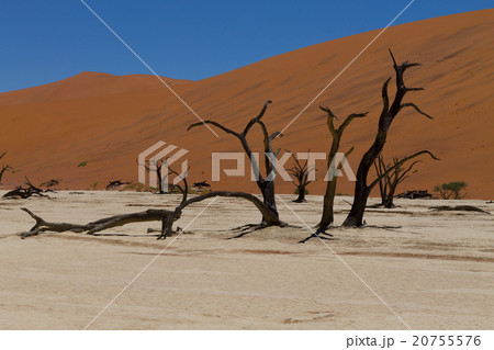 Dead Vlei 20755576