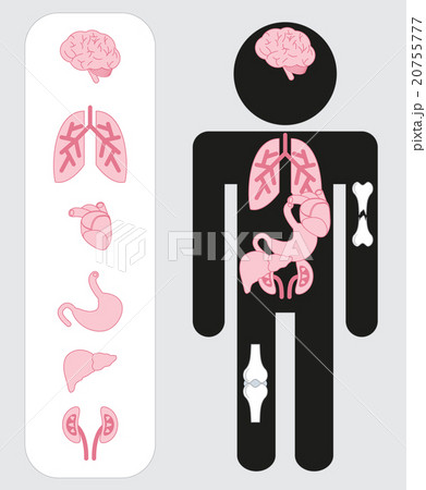 Medical human organs icon set with body. Medical human organs icon set with body. 20755777