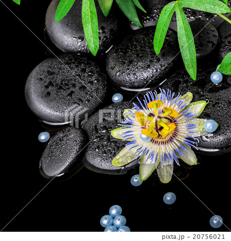 spa concept of passiflora flower, green branches spa concept of passiflora flower, green branches 20756021