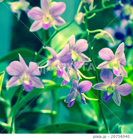 beautiful blooming branches of orchid dendrobium beautiful blooming branches of orchid dendrobium 20756040
