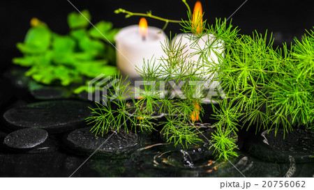 beautiful spa concept of green branch Asparagus 20756062